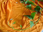 �n�[���j�[�E�H�[�^�[